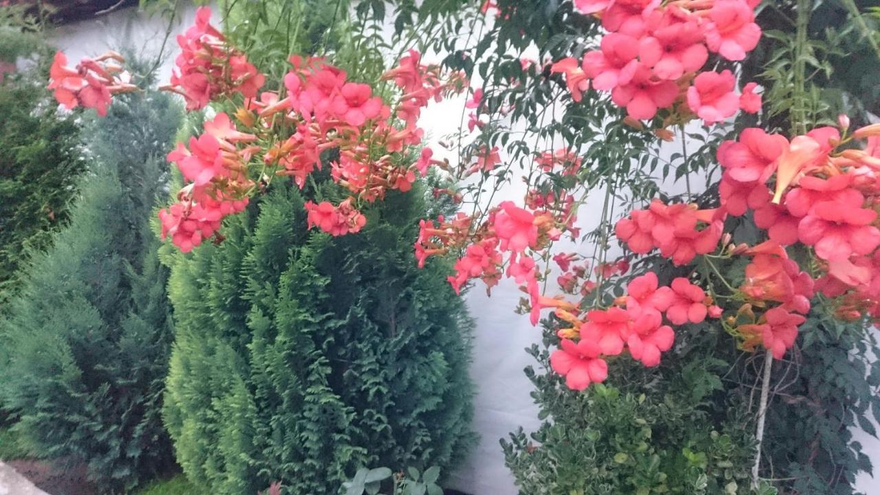Guesthouse Dida サパレヴァ・バニャ エクステリア 写真
